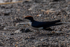 Hirundo smithii