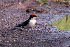 Hirundo smithii