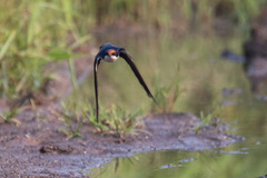 Hirundo smithii
