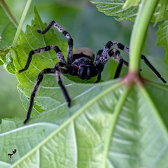 Sparassidae