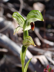 Pterostylis williamsonii