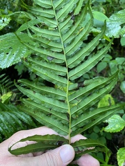 Homalosorus pycnocarpos