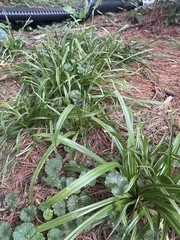 Carex