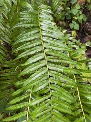 Homalosorus pycnocarpos