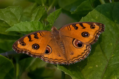 Junonia almana
