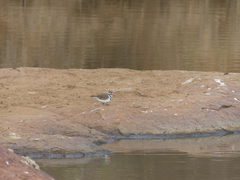 Charadrius tricollaris