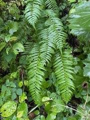 Homalosorus pycnocarpos