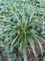Carex