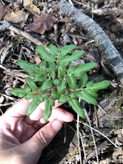 Sceptridium dissectum