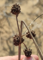 Scirpoides holoschoenus