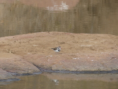 Charadrius tricollaris