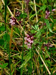 Odontites vernus