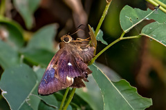 Hasora badra