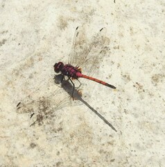 Trithemis lilacina