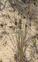 Scirpoides holoschoenus