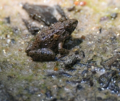 Anura