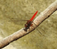 Orthetrum testaceum soembanum