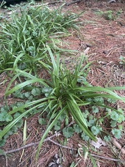 Carex