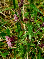 Odontites vernus