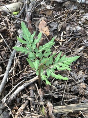 Sceptridium dissectum