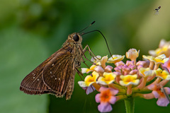 Pelopidas