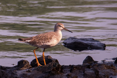 Tringa totanus