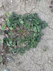 Potentilla tobolensis