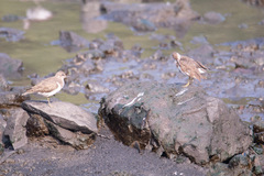 Actitis hypoleucos