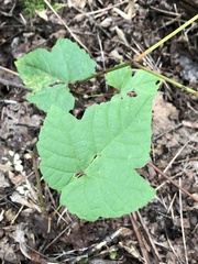 Vitis aestivalis