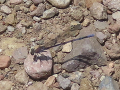 Argia tonto