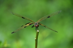 Rhyothemis