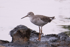 Tringa totanus