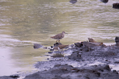 Tringa glareola