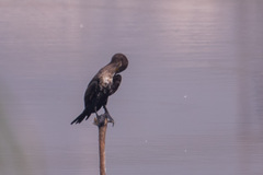 Phalacrocorax fuscicollis