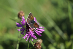 Lycaena hippothoe