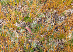 Zoysia