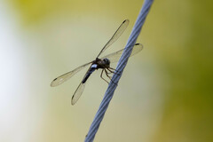 Orchithemis