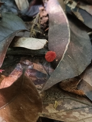 Marasmius haematocephalus