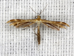 Oxyptilus distans