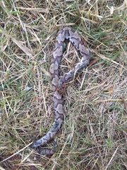 Agkistrodon contortrix