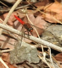 Orthetrum testaceum soembanum
