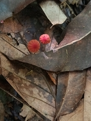 Marasmius haematocephalus