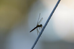 Orchithemis