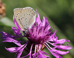 Lycaena hippothoe
