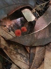 Marasmius haematocephalus