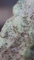 Podosphaera myrtillina