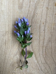 Gentianella
