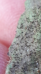 Podosphaera myrtillina