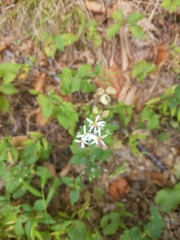 Eurybia divaricata