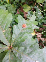 Druon quercusflocci